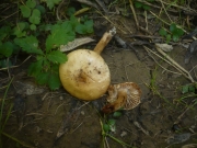 바랜자갈버섯 (Hebeloma pallidoluctuosum Gröger & Zschiesch)