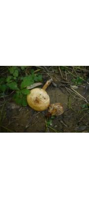 바랜자갈버섯 (Hebeloma pallidoluctuosum Gröger &amp; Zschiesch)