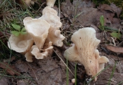 흰나팔버섯 (Gloeocantharellus pallidus (Yasuda) Giachini  > Gomphus pallidus (yasuda) Corner)