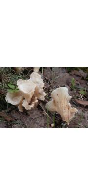 흰나팔버섯 (Gloeocantharellus pallidus (Yasuda) Giachini  > Gomphus pallidus (yasuda) Corner)