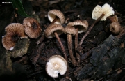 테두리털가죽버섯 (Crinipellis zonata (Pk.) Sacc.)