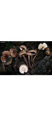 테두리털가죽버섯 (Crinipellis zonata (Pk.) Sacc.)