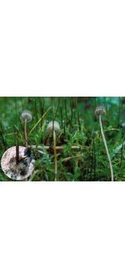 갈색이끼살이버섯(갈색애주름버섯, 초롱이끼살이버섯) (Xeromphalina picta (Fr.) A.H. Sm.  > Mycena picta (Fr.) Harmaja)