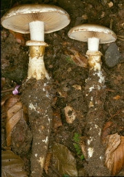 뿌리자갈버섯 (Hebeloma radicosum (Bull.) Ricken)
