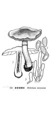 물결자갈버섯 (Hebeloma sinuosum (Fr.) schiesch Quél.)