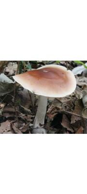 긴꼬리자갈버섯(긴뿌리자갈버섯) (Hebeloma spoliatum (Fr.) Gill.)