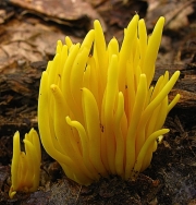 노란창싸리버섯 (Clavulinopsis fusiformis (Sow.) Corner)