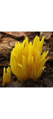 노란창싸리버섯 (Clavulinopsis fusiformis (Sow.) Corner)