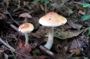 밤자갈버섯(포도색자갈버섯) (Hebeloma vinosophyllum Hongo)
