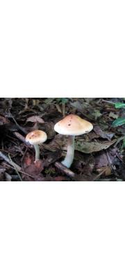 밤자갈버섯(포도색자갈버섯) (Hebeloma vinosophyllum Hongo)