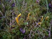 좀노란창싸리버섯 (Clavulinopsis helvola (Pers.) Corner)