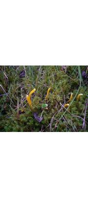 좀노란창싸리버섯 (Clavulinopsis helvola (Pers.) Corner)