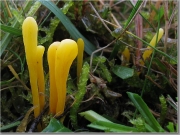 주걱창싸리버섯 (Clavulinopsis laeticolor (Berk. & Curt.) Petersen  > Clavulinopsis pulchra (Peck) Corner)