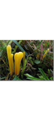 주걱창싸리버섯 (Clavulinopsis laeticolor (Berk. &amp; Curt.) Petersen  > Clavulinopsis pulchra (Peck) Corner)