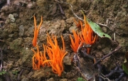 붉은창싸리버섯 (Clavulinopsis miyabeana (S. Ito) S. Ito)