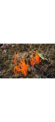 붉은창싸리버섯 (Clavulinopsis miyabeana (S. Ito) S. Ito)