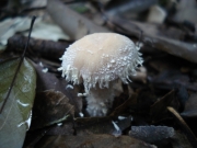 흰여우솜갓버섯(흰여우갓버섯아재비) (Cystolepiota pseudogranulosa (Berk. & Br.) Pegler  > Lepiota pseudogranulosa)