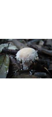 흰여우솜갓버섯(흰여우갓버섯아재비) (Cystolepiota pseudogranulosa (Berk. &amp; Br.) Pegler  > Lepiota pseudogranulosa)