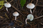 반나솜갓버섯 (Cystolepiota seminuda (Lasch) Bon > Lepiota sistrata var. seminuda (Lasch) Quél.)