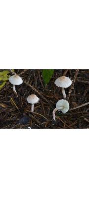 반나솜갓버섯 (Cystolepiota seminuda (Lasch) Bon > Lepiota sistrata var. seminuda (Lasch) Quél.)