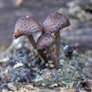 고슴도치버섯 (Cystoagaricus strobilomyces (Murr.) Sing.)