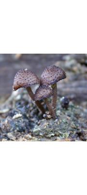 고슴도치버섯 (Cystoagaricus strobilomyces (Murr.) Sing.)