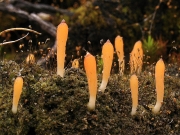 끈적더듬이버섯 (Multiclavula mucida (Pers.) Petersen)
