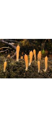 끈적더듬이버섯 (Multiclavula mucida (Pers.) Petersen)