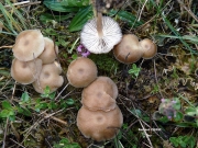 줄흑노랑버섯 (Gamundia striatula (Kühn.) Raithelh.)