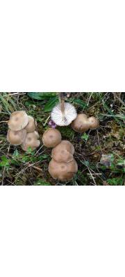 줄흑노랑버섯 (Gamundia striatula (Kühn.) Raithelh.)