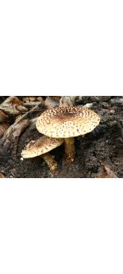 가시갓버섯 (Echinoderma asperum (Pers.) Bon>Lepiota aspera (Pers.) Quél.(가시갓버섯)>Lepiota acutesquamosum (Weinm.) P. Kumm.)