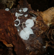 유리버섯 (Delicatula integrella (Pers.) Fayod)