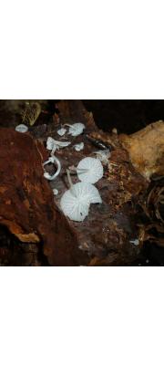 유리버섯 (Delicatula integrella (Pers.) Fayod)