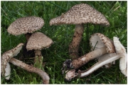 성게가시갓버섯(성게갓버섯) (Echinoderma echinaceum (J. Lange) Bon >Lepiota echinacea J. Lange)