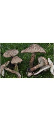 성게가시갓버섯(성게갓버섯) (Echinoderma echinaceum (J. Lange) Bon >Lepiota echinacea J. Lange)