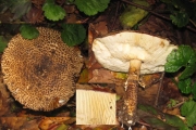 뿔껍질가시갓버섯((뿔껍질갓버섯) (Echinoderma hystrix (Møll. & Lange) Bon >Lepiota hystrix Møll & J. Lange)
