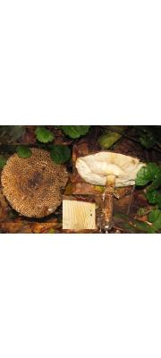 뿔껍질가시갓버섯((뿔껍질갓버섯) (Echinoderma hystrix (Møll. &amp; Lange) Bon >Lepiota hystrix Møll &amp; J. Lange)