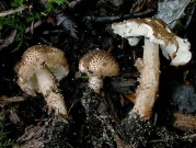 여린가시갓버섯 (Echinoderma jacobi (Vell. & Kunds.) Gminder)