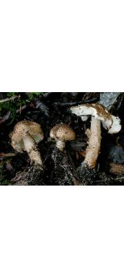 여린가시갓버섯 (Echinoderma jacobi (Vell. &amp; Kunds.) Gminder)