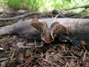 알카리밀버섯(알카리애기버섯) (Gymnopus alkalivirens (Sing.) Halling  > Collybia alkalivirens Sing.)