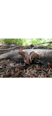 알카리밀버섯(알카리애기버섯) (Gymnopus alkalivirens (Sing.) Halling  > Collybia alkalivirens Sing.)