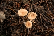 애기밀버섯(밀애기버섯, 밀꽃애기버섯, 일반명: 밀버섯) (Gymnopus confluens (Pers.) Ant., Hall. & Noord.  > Collybia confluens (Pers.) P. Kumm.)
