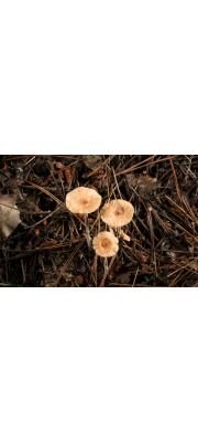 애기밀버섯(밀애기버섯, 밀꽃애기버섯, 일반명: 밀버섯) (Gymnopus confluens (Pers.) Ant., Hall. &amp; Noord.  > Collybia confluens (Pers.) P. Kumm.)