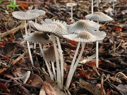 끝말림쥐눈물버섯(끝말림갈색먹물버섯, 끝말림먹물버섯) (Coprinellus aokii (Hongo) Vilg., Hopple & J. Johnson  > Coprinus aokii Hongo)