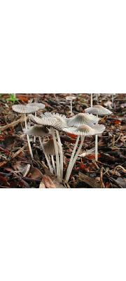 끝말림쥐눈물버섯(끝말림갈색먹물버섯, 끝말림먹물버섯) (Coprinellus aokii (Hongo) Vilg., Hopple &amp; J. Johnson  > Coprinus aokii Hongo)