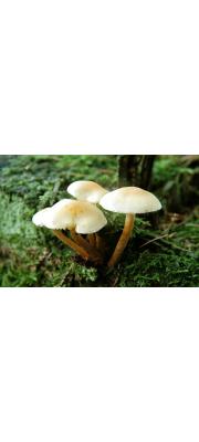 오렌지밀버섯(애기버섯, 굽은꽃애기버섯) (Gymnopus dryophilus (Bull.) Murr.  > Collybia dryophila (Bull.) P. Kumm.)