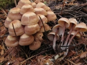 절편버섯(단풍밀버섯, 단풍애기버섯) (Connopus acervatus (Fr.) K.W. Huges, Mather & Petersen  > Gymnopus acervatus (Fr.) Murr.  > Collybia acervata (Fr.) P. Kumm.)