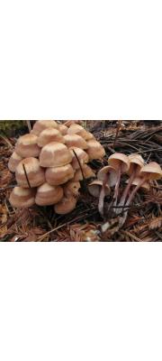절편버섯(단풍밀버섯, 단풍애기버섯) (Connopus acervatus (Fr.) K.W. Huges, Mather &amp; Petersen  > Gymnopus acervatus (Fr.) Murr.  > Collybia acervata (Fr.) P. Kumm.)
