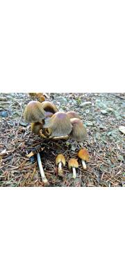 방울쥐눈물버섯(쥐방울갈색먹물버섯, 쥐방울먹물버섯) (Coprinellus angulatus (Peck) Readh., Vilg. &amp; Monc.  > Coprinus angulatus Peck)