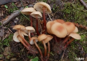 선녀밀버섯 (Gymnopus erythropus (Pers.) Ant., Hall. & Noordel  > Collybia erythropus (Pers.) P. Kumm.(선녀애기버섯))